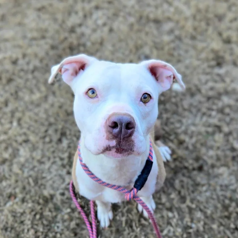 An adult medium-sized female Pit Bull Terrier dog named Mama for adoption in Douglasville, GA