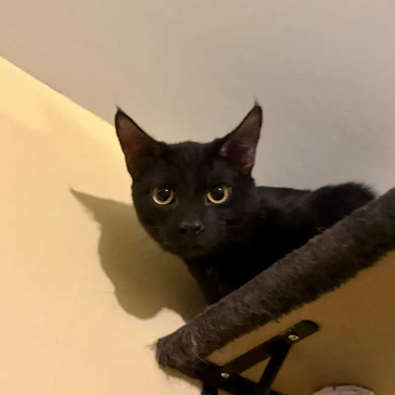 A baby medium-sized male Black Domestic Short Hair cat named Ranger for adoption in Greensboro, NC