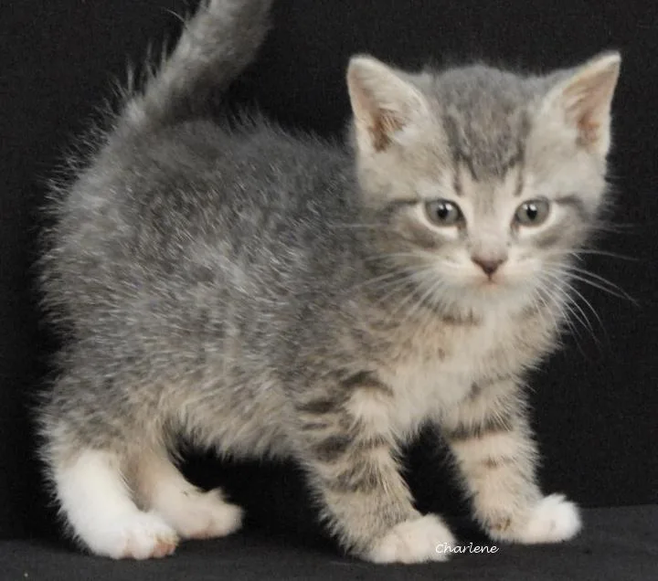 A baby medium-sized male Tabby (Gray / Blue / Silver) Domestic Short Hair cat named Nonsense for adoption in Newland, NC