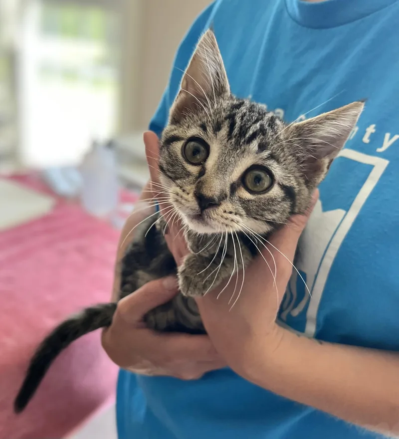 A baby medium-sized female Tabby (Brown / Chocolate) Domestic Short Hair cat named Dani for adoption in Seville, OH