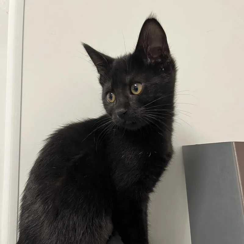 A baby small-sized female Black Domestic Short Hair cat named Daphne for adoption in West Palm Beach, FL