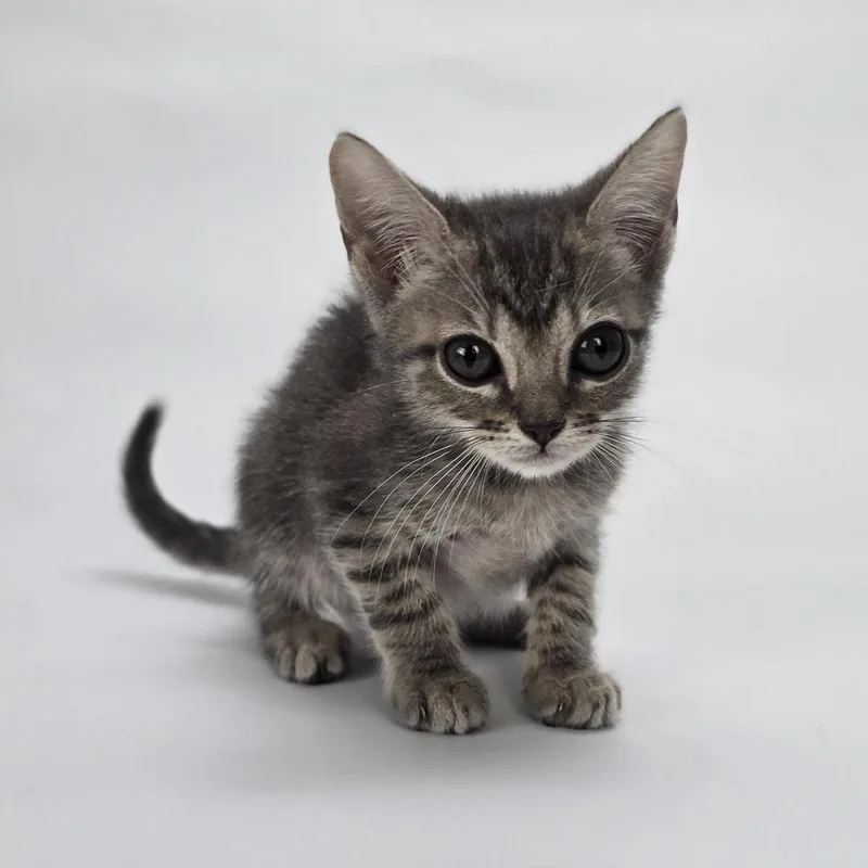 A baby small-sized male Domestic Short Hair cat named Chuckie for adoption in Sedalia, CO