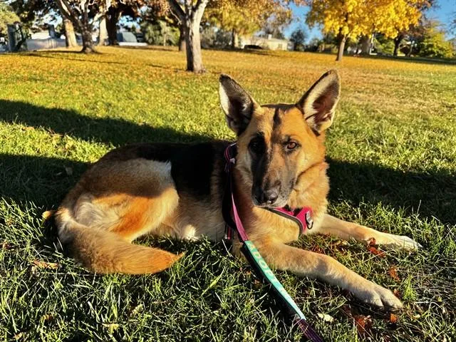 Shay