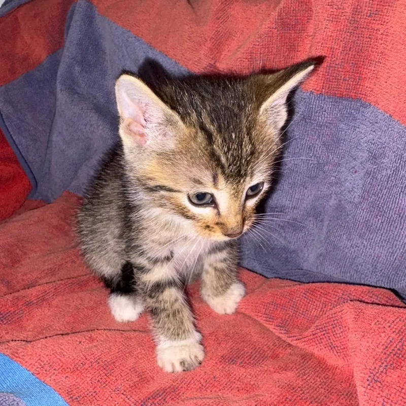A baby medium-sized male Domestic Short Hair cat named Garth for adoption in Crookston, MN