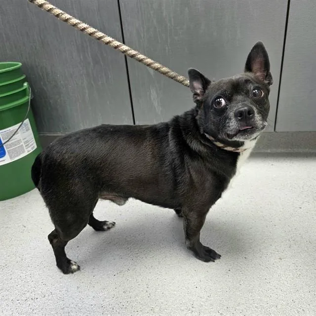 A young small-sized male Chihuahua dog named Kalamazoo for adoption in Long Beach, CA