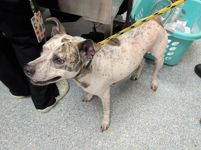 An adult medium-sized female Pit Bull Terrier dog named Sky for adoption in Garland, TX