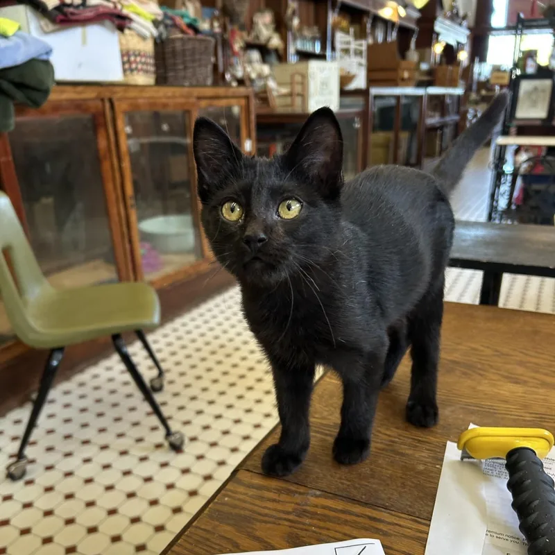 A baby medium-sized male Black Domestic Short Hair cat named Chez for adoption in Springdale, AR