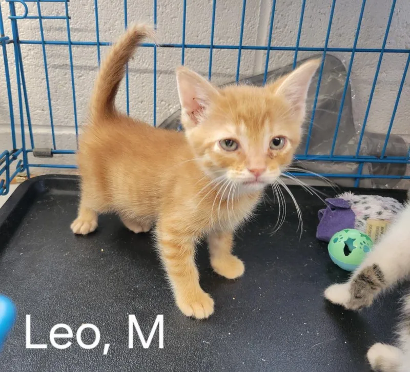 A baby small-sized male Domestic Short Hair cat named Leo for adoption in Camden, TN