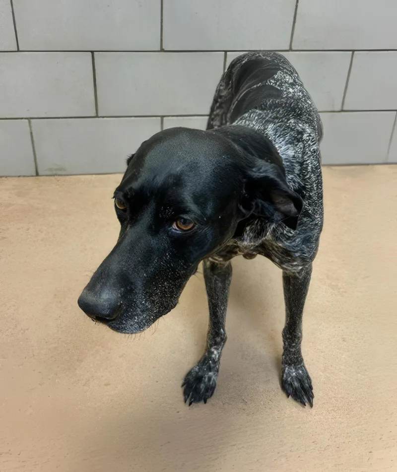 An adult medium-sized female Black Mixed Breed dog named Mirabelle for adoption in Nashville, TN