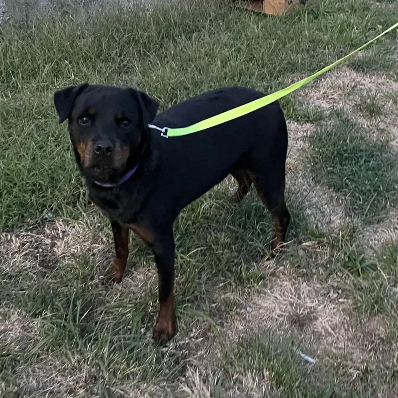 An adult large-sized female Rottweiler dog named Roxy for adoption in Pittsburg, KS
