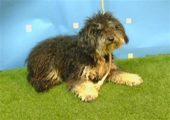 A young medium-sized male Poodle dog named Martini for adoption in Gardena, CA
