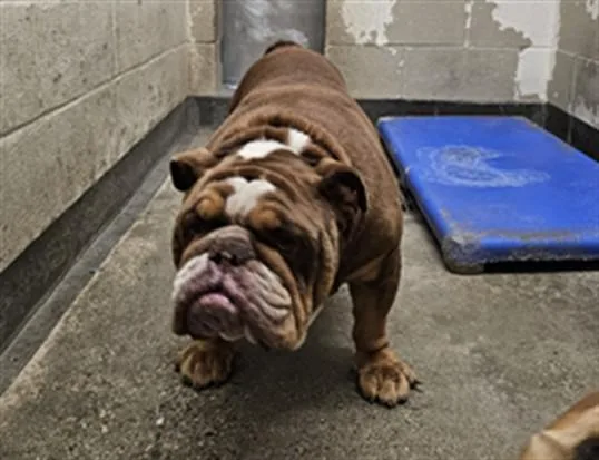 An adult medium-sized male Mixed Breed dog named Taz for adoption in Los Angeles, CA