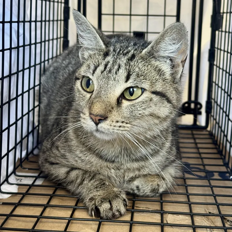 A young small-sized female Domestic Short Hair cat named Marigold for adoption in Memphis, TN