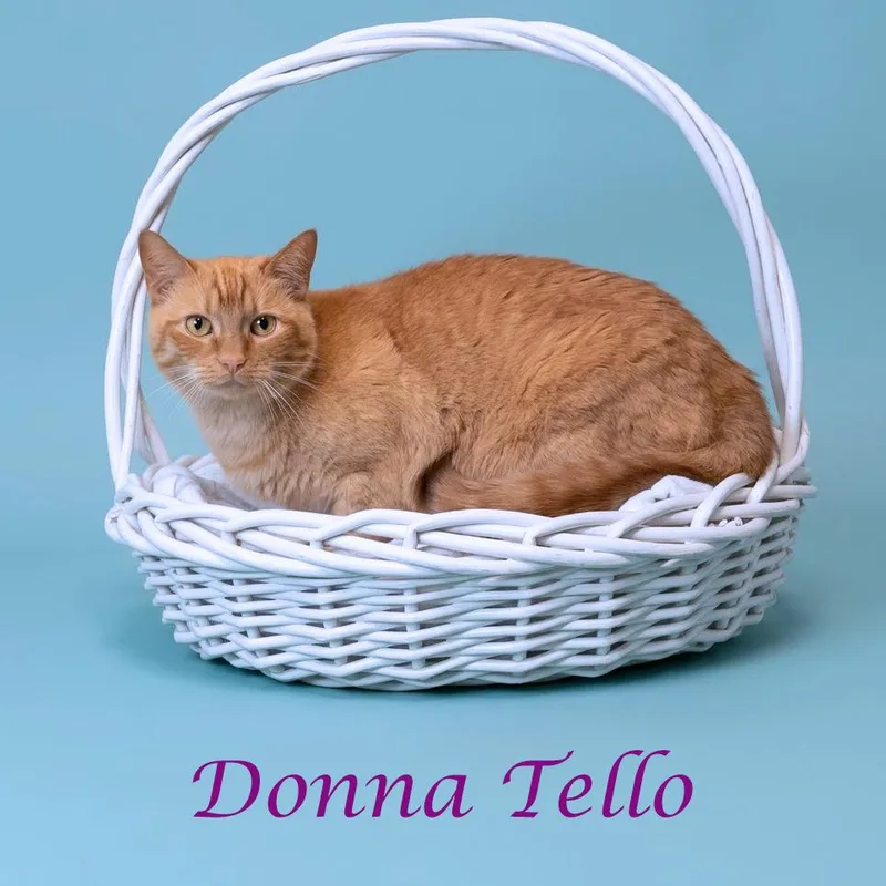 An adult medium-sized female Orange / Red Domestic Short Hair cat named Donna Tello C for adoption in Lebanon, TN