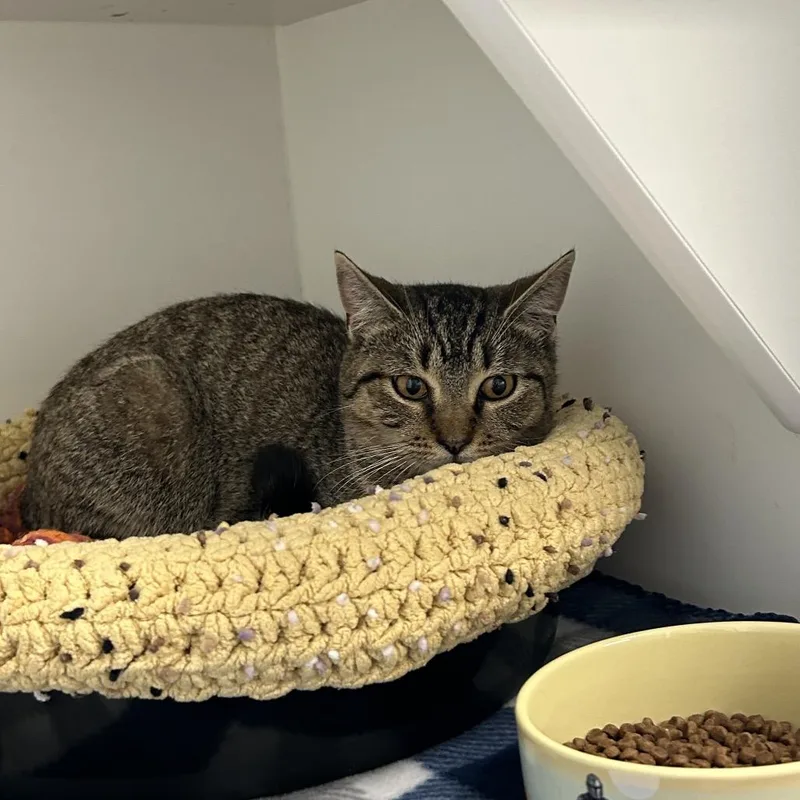 A young medium-sized female Brown / Chocolate Domestic Short Hair cat named Tallowen for adoption in Port Richey, FL