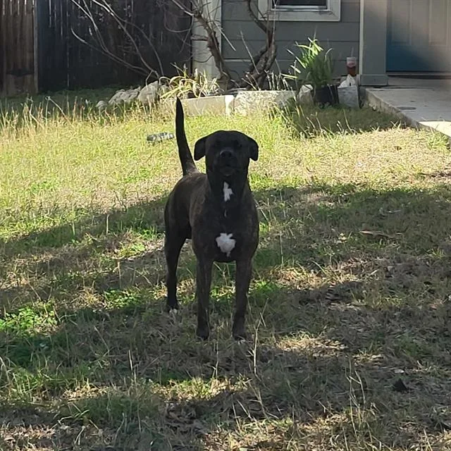 An adult medium-sized male American Staffordshire Terrier dog named Kane for adoption in San Antonio, TX