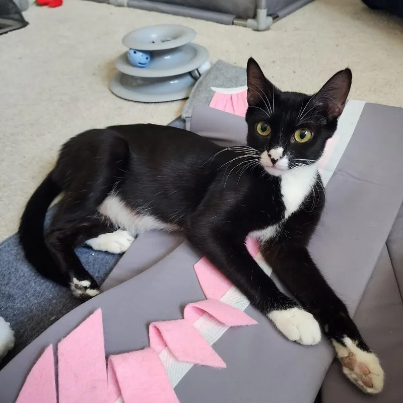 A young medium-sized female Black Domestic Short Hair cat named Oreo $ for adoption in Milwaukee, WI