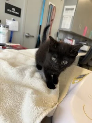 A baby small-sized female Domestic Short Hair cat named Coleslaw for adoption in Lafayette, IN