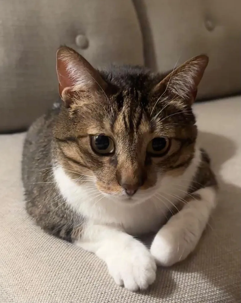 An adult medium-sized male Tabby (Brown / Chocolate) American Shorthair cat named Lupin for adoption in New York, NY