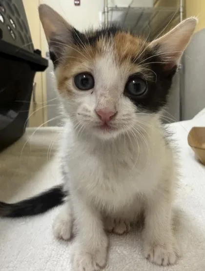 A baby small-sized female Domestic Short Hair cat named Pumpkin for adoption in Honolulu, HI