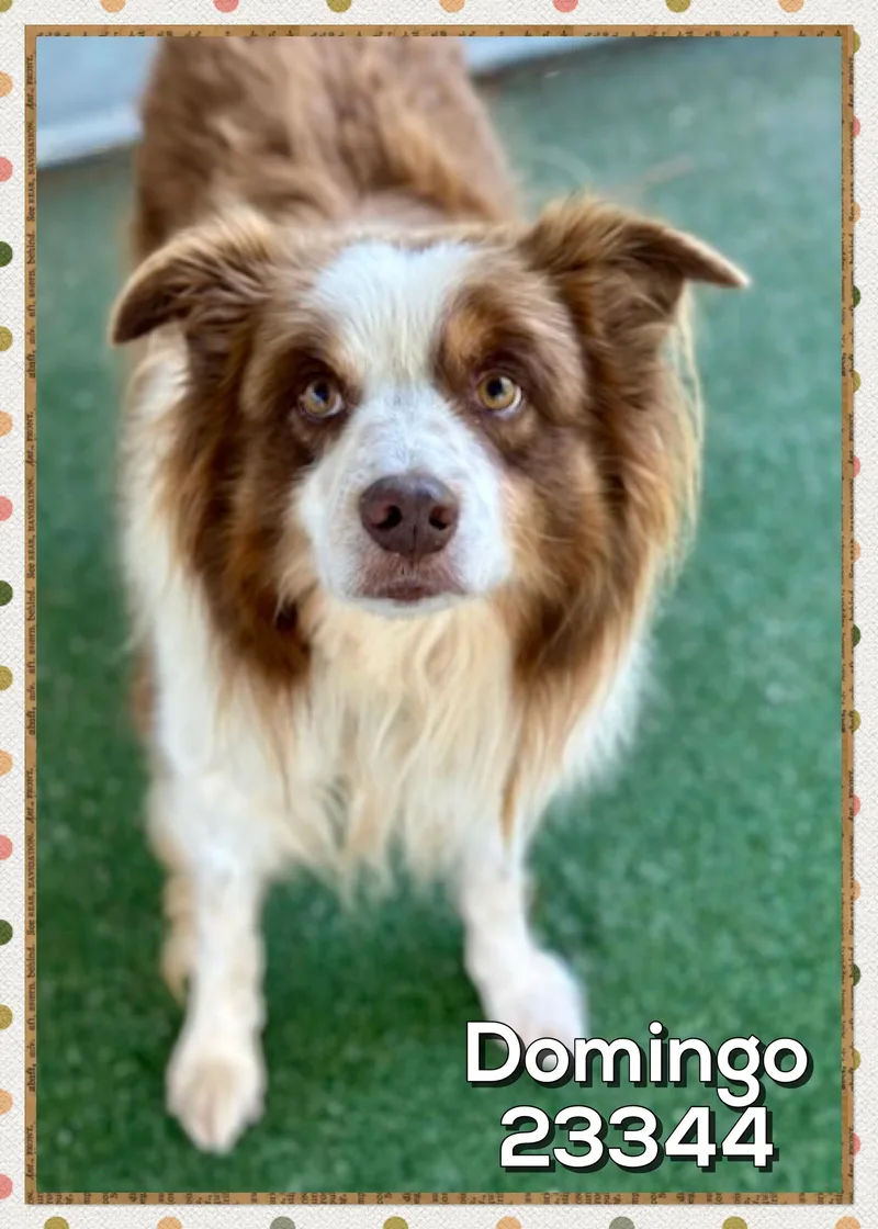 An adult medium-sized male Brown / Chocolate Border Collie dog named Domingo for adoption in Marietta, GA