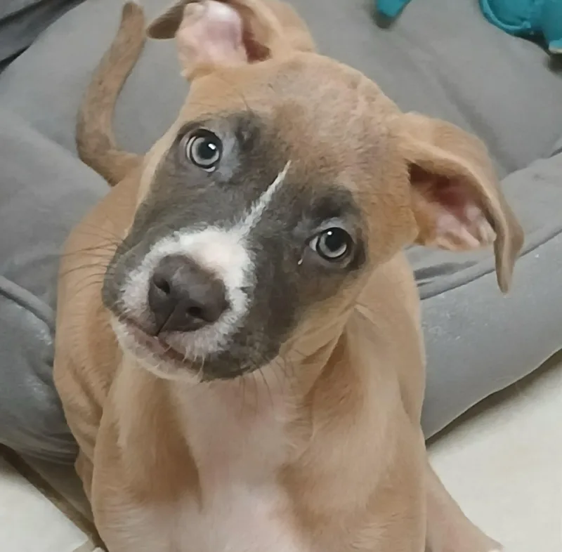 Snickers thumbnail 2