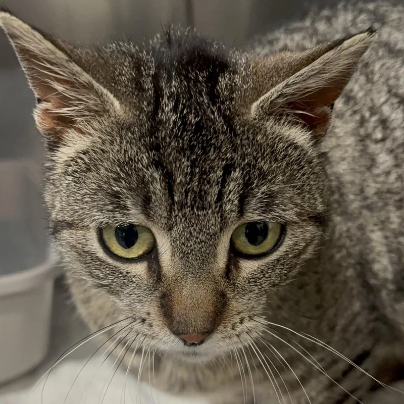 Octavia C thumbnail 2