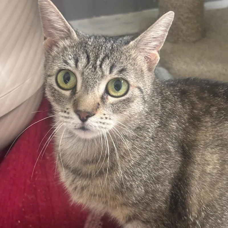 Octavia C thumbnail 3