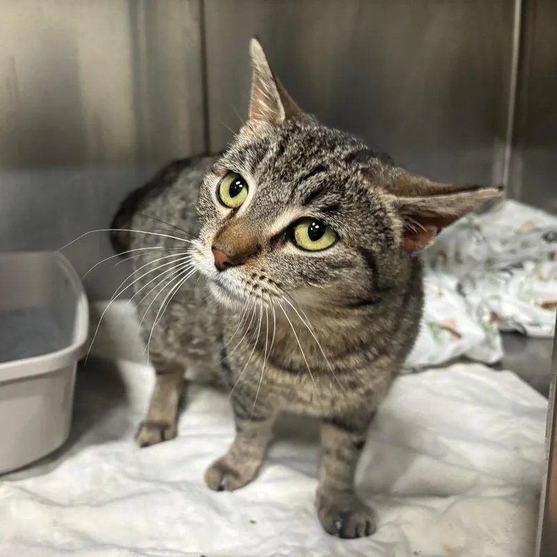 Octavia C thumbnail 4