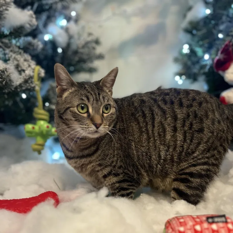 Octavia C thumbnail 5