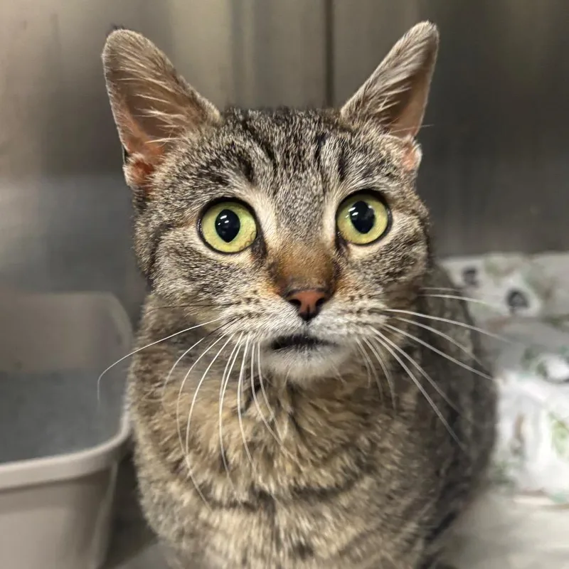 Octavia C thumbnail 6