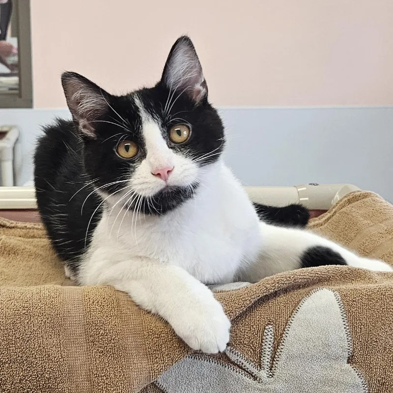 A baby small-sized female Black Domestic Short Hair cat named Dixie for adoption in Binghamton, NY