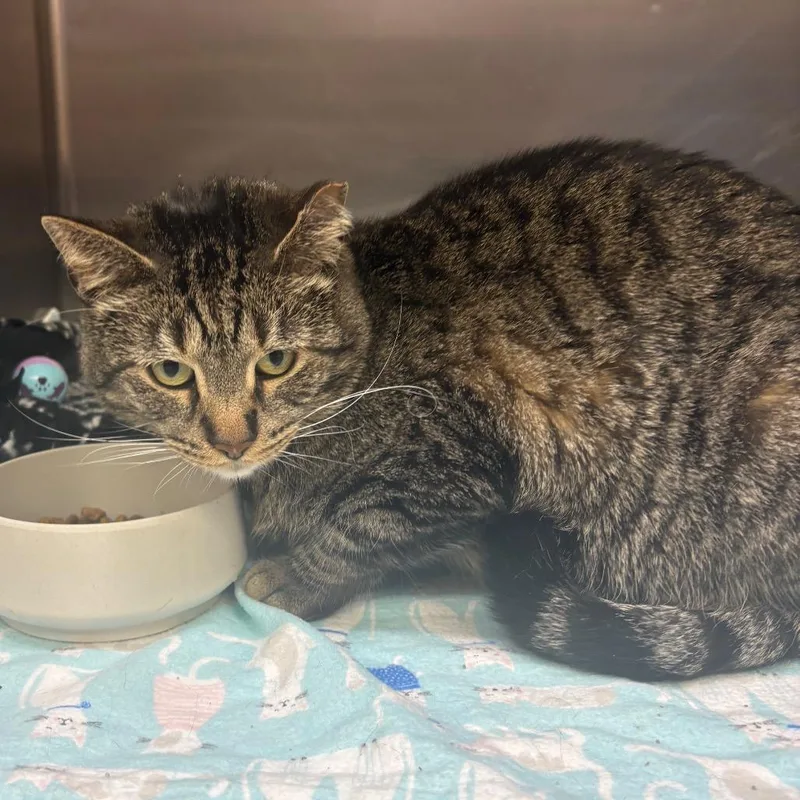 An adult large-sized male Brown / Chocolate Domestic Short Hair cat named Tater Tot for adoption in Springfield, IL