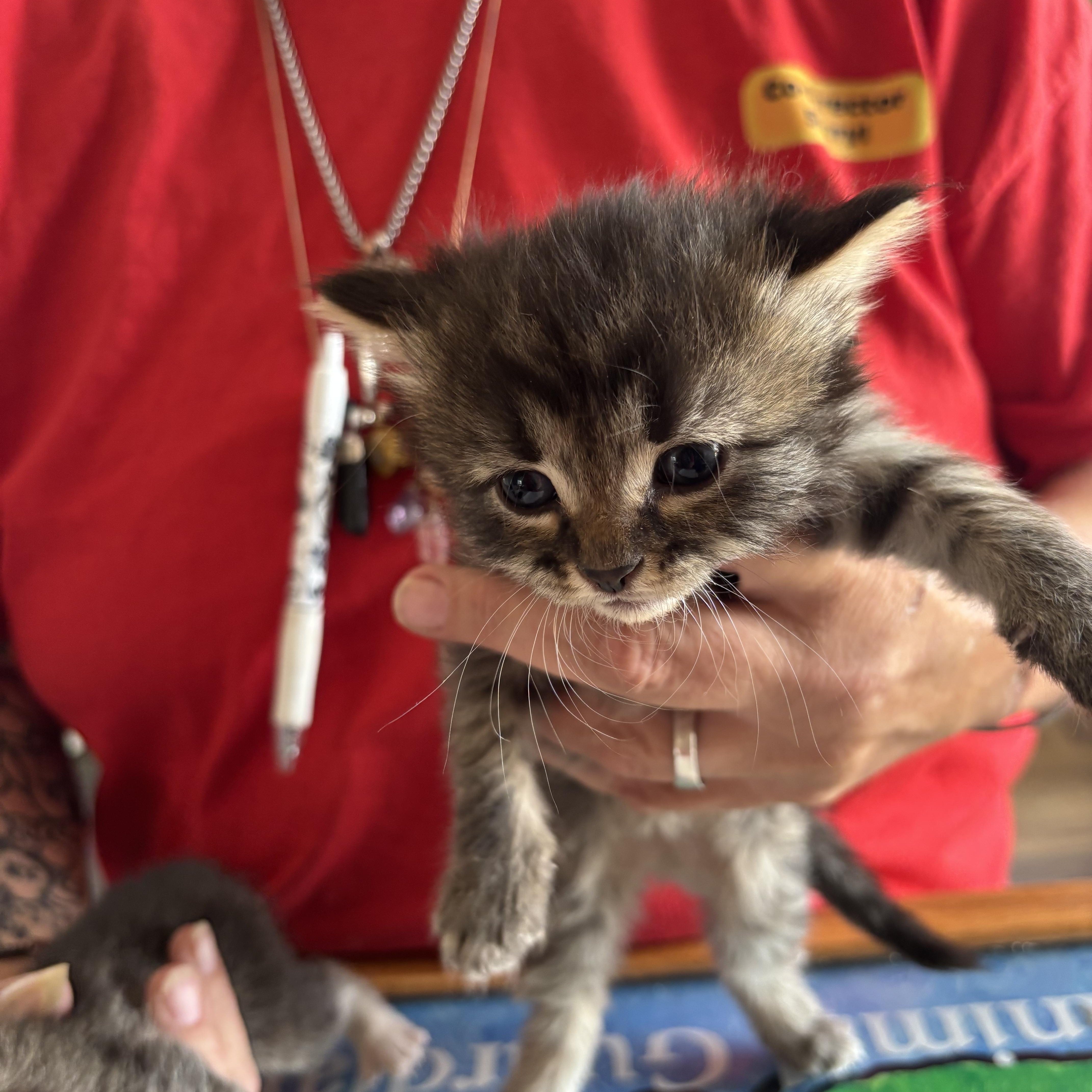 A baby small-sized female Tabby (Gray / Blue / Silver) Domestic Short Hair cat named Marly for adoption in Deming, NM