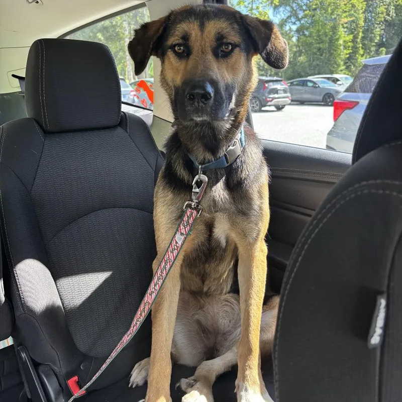 An adult medium-sized female Shepherd dog named Pixie for adoption in Greensboro, NC