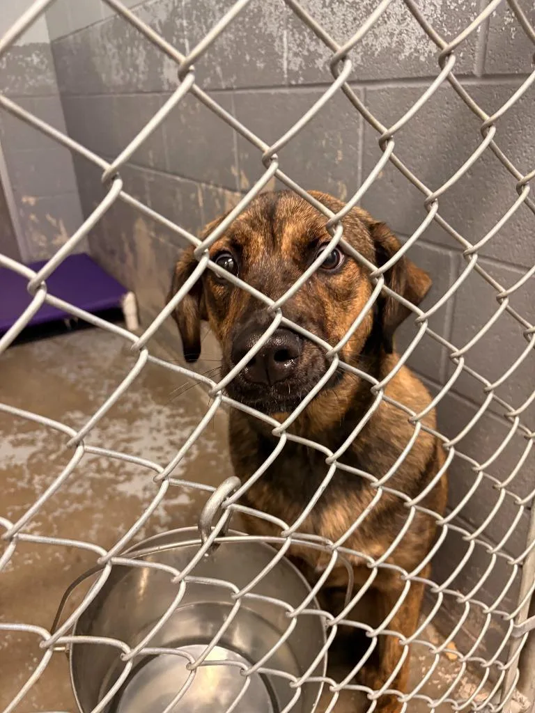 A baby large-sized male Mixed Breed dog named Atlas for adoption in Rensselaer, IN