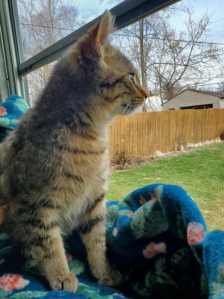A young medium-sized male Domestic Short Hair cat named Bones for adoption in Ferndale, MI