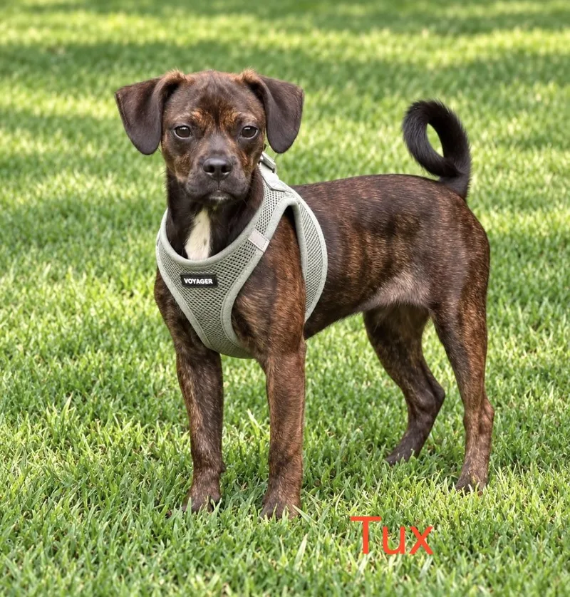 A baby small-sized male Brindle Boston Terrier dog named Tux for adoption in Kings Mountain, NC