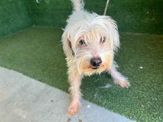A senior small-sized female Maltese dog named Jazzy for adoption in Lancaster, CA