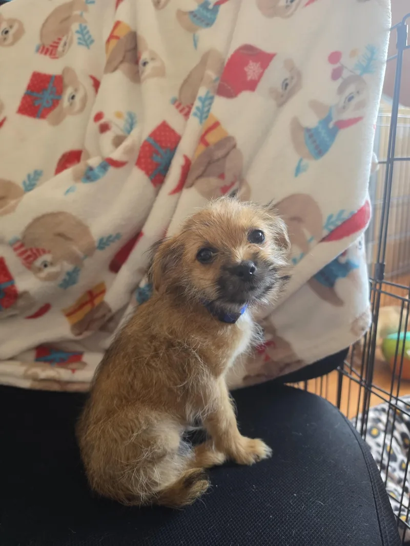 Boy Puppy X