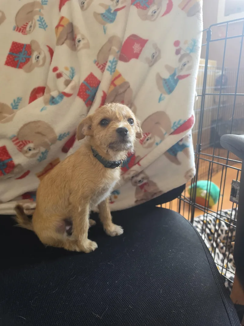 Boy Puppy X thumbnail 2