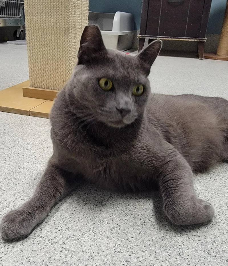 An adult large-sized male Gray / Blue / Silver American Shorthair cat named Louis for adoption in Camp Pendleton, CA