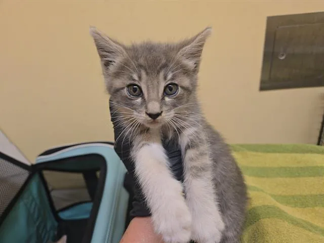 A baby small-sized female Domestic Short Hair cat named Sushi for adoption in Tustin, CA