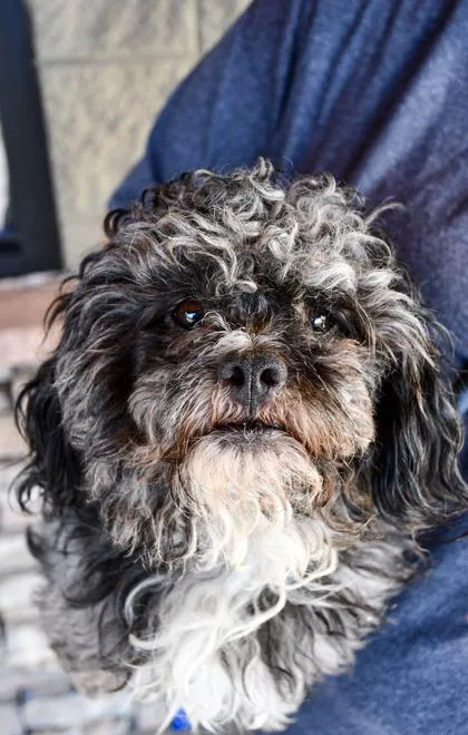 A senior small-sized male Poodle dog named Asphalt for adoption in Yakima, WA