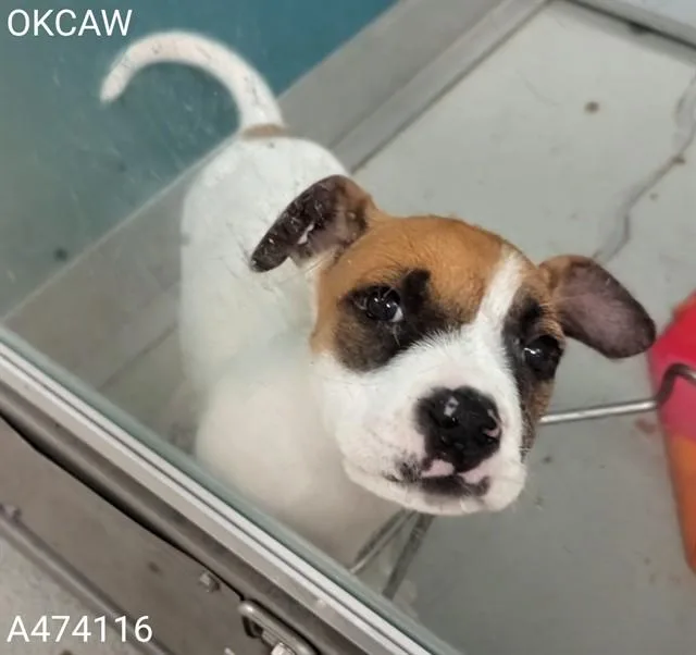 A baby small-sized female Terrier dog named Liberty for adoption in Oklahoma City, OK