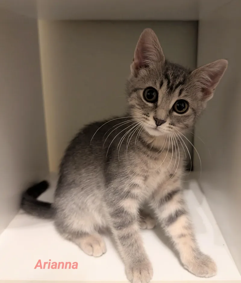 A baby small-sized female Domestic Short Hair cat named Arianna for adoption in Waterloo, IA