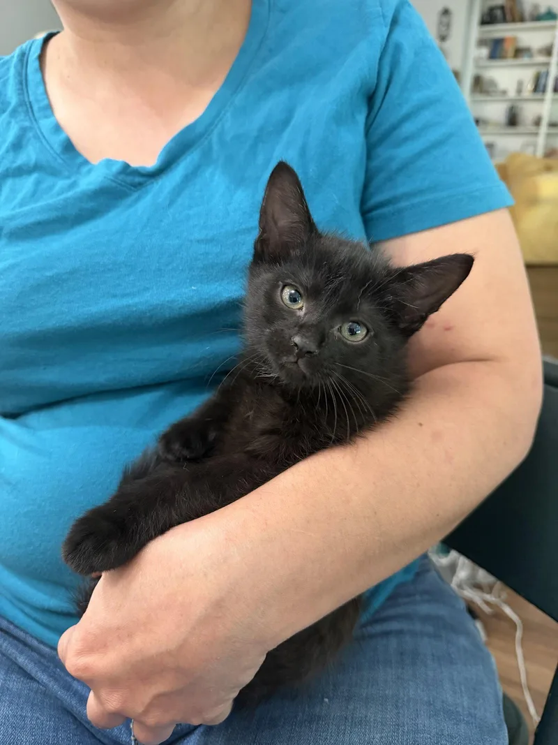A young medium-sized male Black Domestic Short Hair cat named Chad for adoption in Camden, SC