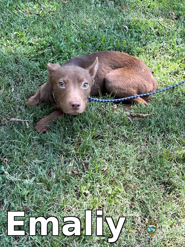 A baby medium-sized female Pit Bull Terrier dog named Emaliy for adoption in Rocky Mount, NC