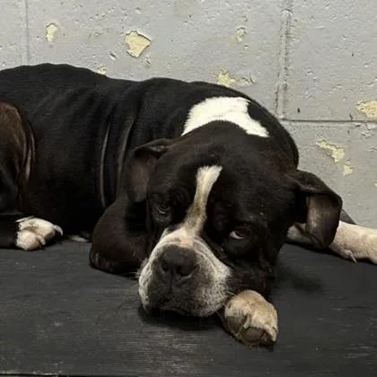 An adult medium-sized male Pit Bull Terrier dog named EEyore for adoption in West Memphis, AR