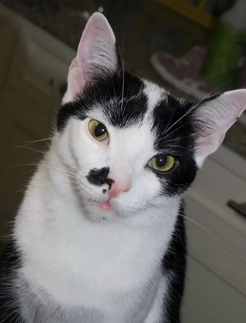 A young medium-sized male Domestic Short Hair cat named Olon for adoption in Clayton, NC